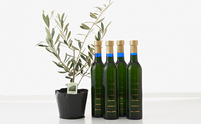 岡山県瀬戸内市のふるさと納税 EXV. オリーブオイル トルトサ ＆ オリーブ の 苗木 セット 食用油 エキストラバージンオリーブオイル 観葉植物