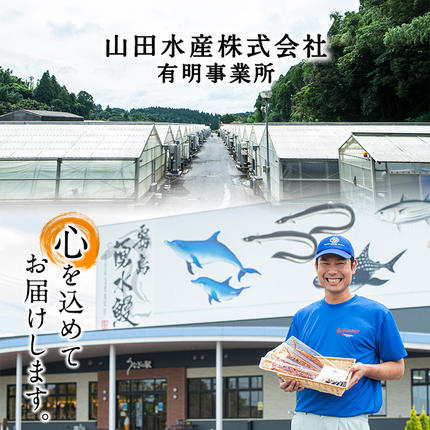 鹿児島県志布志市のふるさと納税 【数量限定】チンする♪霧島湧水鰻重セット 2食入 620g(蒲焼半身＋味付けご飯 [計310g×2食]) a1-049
