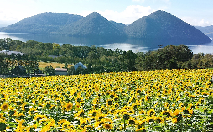 北海道洞爺湖町のふるさと納税 北海道産 ゆめぴりか 5kg  2袋 計10kg 令和 7年産 財田米 米 お米 精米 北海道米 ご飯 ごはん ライス ブランド米 国産米 白米 ギフト お取り寄せ 産地直送 宮内農園 送料無料 北海道 洞爺湖町