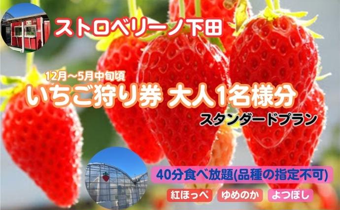 ストロベリーノ下田いちご狩り券1名様（スタンダードプラン） 体験