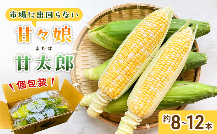静岡県浜松市のふるさと納税 とうもろこし 先行予約 甘々娘 または 甘太郎 約8～12本 2026年配送 配送不可：離島