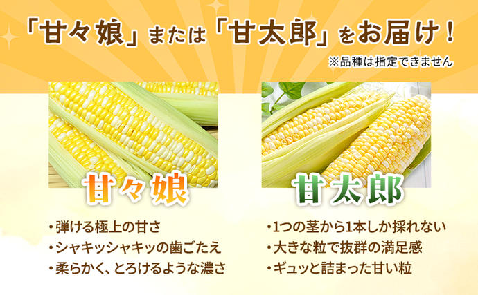 静岡県浜松市のふるさと納税 とうもろこし 先行予約 甘々娘 または 甘太郎 約8～12本 2026年配送 配送不可：離島