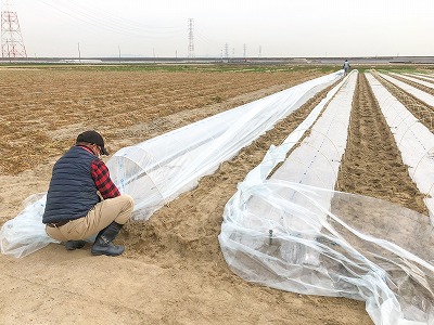 愛知県碧南市のふるさと納税 鮮度抜群！朝採り とうもろこし 味来 6本(3Lサイズ) レンジで簡単調理&鮮度保持が出来る袋付き　H132-030