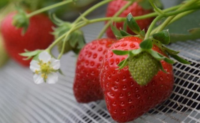 福岡県朝倉市のふるさと納税 旬の あまおう（約200g×6パック）★Cafe 楓★【配送不可：北海道・東北・沖縄・離島】 果物類 いちご 苺 イチゴ