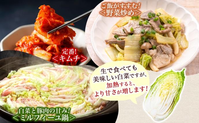 新しのつ産 白菜 2玉 約6kg はくさい ハクサイ 旬 国産 新鮮 北海道産