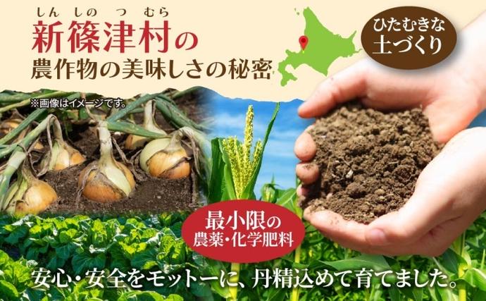 北海道 新しのつ産 とうもろこし 黄色 2L 8本 トウモロコシ とうきび