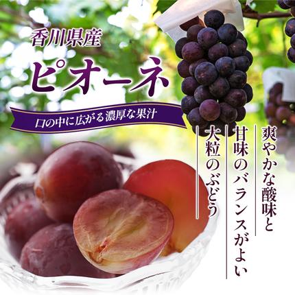 香川県東かがわ市のふるさと納税 ハウスピオーネ 大房 3～6房 2kg 化粧箱 黒い真珠 ピオーネ 葡萄 ぶどう ブドウ フルーツ 果物 くだもの 果実 旬の果物 旬のフルーツ 贈答用 ギフト プレゼント 香川 香川県 東かがわ市
