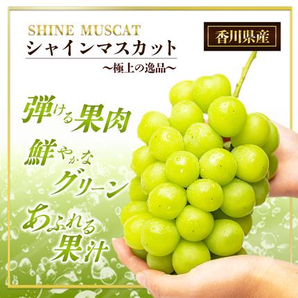 香川県東かがわ市のふるさと納税 瀬戸内のシャインマスカット 2～6房 （約2kg）  シャインマスカット マスカット 葡萄 ぶどう ブドウ フルーツ 果物 くだもの 果実 旬の果物 旬のフルーツ 香川 香川県 東かがわ市