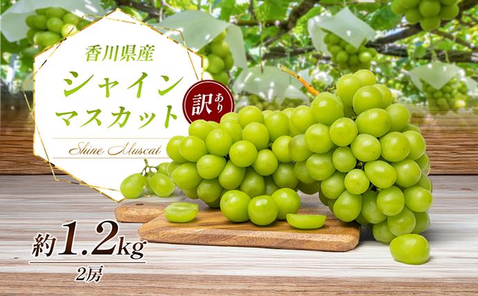 【ふるさと納税でシャインマスカット】《訳あり》シャインマスカット（ご家庭用）約1.2kg（2房）【糖度17度超え・おすすめ・お取り寄せ・新鮮・マスカット・フルーツ・果物・ぶどう・果物類・国産・2023年・年内発送・ハウス栽培・人気・甘い・糖度・種無し・冷蔵配送】