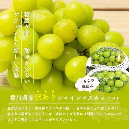 【ふるさと納税でシャインマスカット】《訳あり》シャインマスカット（ご家庭用）約1.2kg（2房）は沖縄・離島にはお届け出来ない返礼品です【新鮮・マスカット・フルーツ・果物・ぶどう・果物類・国産・2023年・年内発送・ハウス栽培・甘い・糖度・種無し・冷蔵配送】