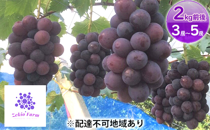 岡山県高梁市のふるさと納税 ニュー ピオーネ 2kg前後 3房～5房 葡萄 フルーツ 岡山 高梁市産 ぜきお農園 ぶどうclub 2026年 先行予約 果物