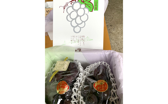 岡山県高梁市のふるさと納税 ニュー ピオーネ 1kg前後 2房 葡萄 フルーツ 岡山 高梁市産 ぜきお農園 ぶどうclub 2026年 先行予約 果物