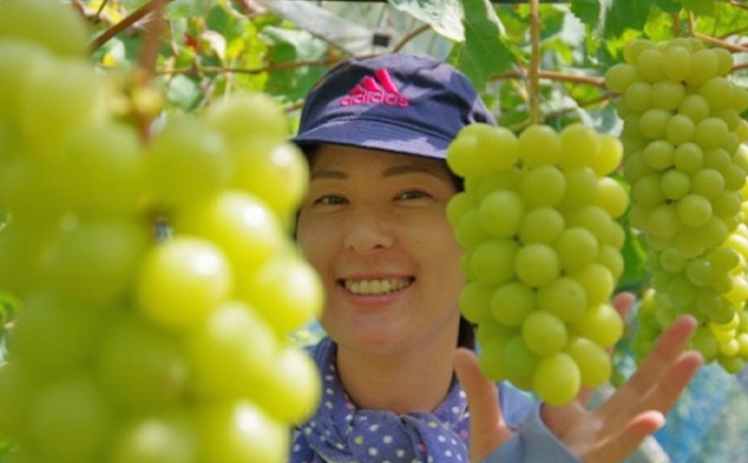 岡山県高梁市のふるさと納税 シャインマスカット 1房 600g前後 葡萄 フルーツ 岡山 高梁市産 ぜきお農園 ぶどうclub 2026年 先行予約 果物類 ブドウ 果物