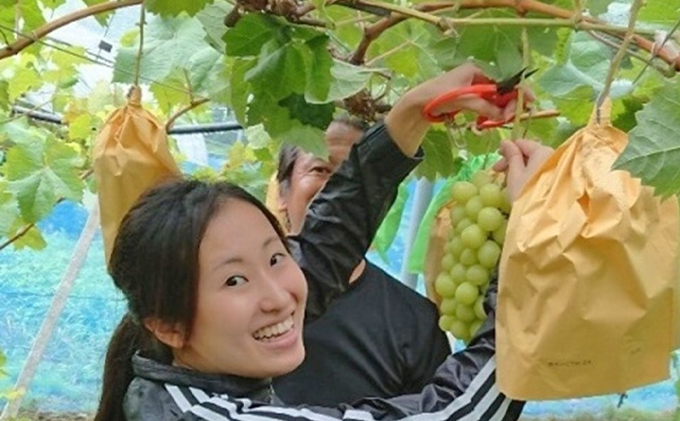岡山県高梁市のふるさと納税 シャインマスカット 1房 600g前後 葡萄 フルーツ 岡山 高梁市産 ぜきお農園 ぶどうclub 2026年 先行予約 果物類 ブドウ 果物