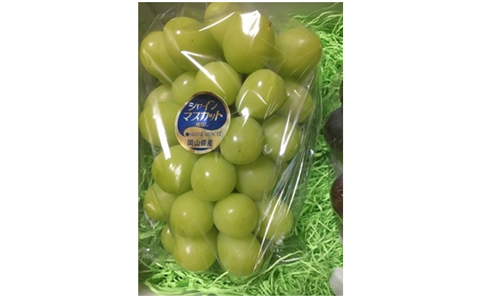 岡山県高梁市のふるさと納税 シャインマスカット 1房 600g前後 葡萄 フルーツ 岡山 高梁市産 ぜきお農園 ぶどうclub 2026年 先行予約 果物類 ブドウ 果物