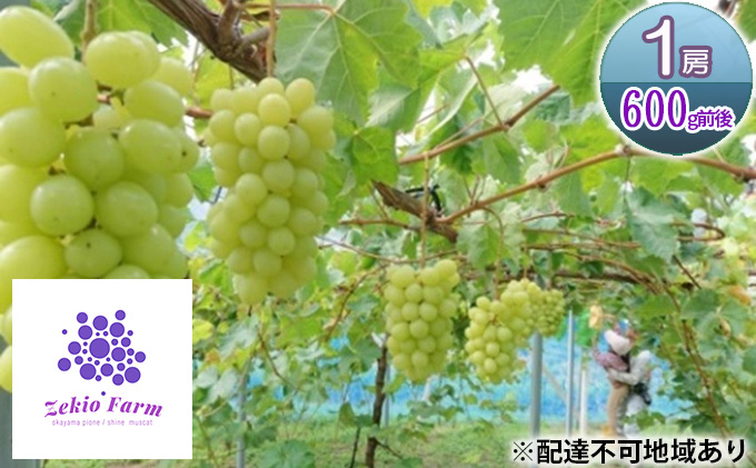 岡山県高梁市のふるさと納税 シャインマスカット 1房 600g前後 葡萄 フルーツ 岡山 高梁市産 ぜきお農園 ぶどうclub 2026年 先行予約 果物類 ブドウ 果物