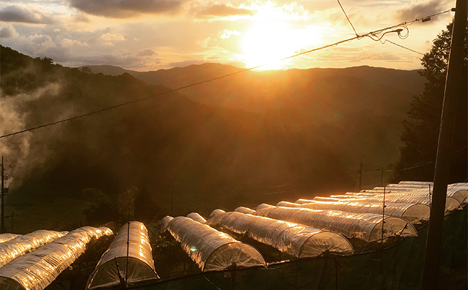 岡山県高梁市のふるさと納税 シャインマスカット 2房 合計1kg前後 葡萄 フルーツ 岡山 高梁市産 ぜきお農園 ぶどうclub 2026年 先行予約 果物類