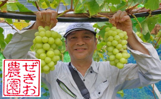 岡山県高梁市のふるさと納税 シャインマスカット 2房 合計1kg前後 葡萄 フルーツ 岡山 高梁市産 ぜきお農園 ぶどうclub 2026年 先行予約 果物類