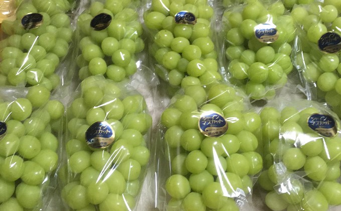 岡山県高梁市のふるさと納税 シャインマスカット 2房 合計1kg前後 葡萄 フルーツ 岡山 高梁市産 ぜきお農園 ぶどうclub 2026年 先行予約 果物類