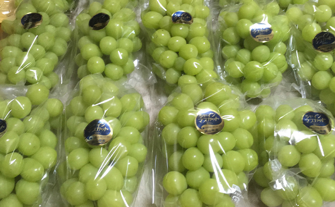 岡山県高梁市のふるさと納税 ぶどう食比べセット 2房 合計1kg前後 葡萄 フルーツ 岡山 高梁市産 ぜきお農園 ぶどうclub 2026年 先行予約 果物類 マスカット 果物