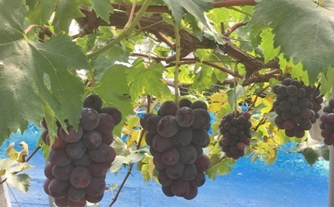 岡山県高梁市のふるさと納税 ぶどう食比べセット 2房 合計1kg前後 葡萄 フルーツ 岡山 高梁市産 ぜきお農園 ぶどうclub 2026年 先行予約 果物類 マスカット 果物