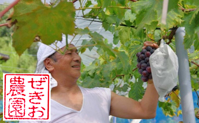 岡山県高梁市のふるさと納税 ぶどう食比べセット 2房 合計1kg前後 葡萄 フルーツ 岡山 高梁市産 ぜきお農園 ぶどうclub 2026年 先行予約 果物類 マスカット 果物