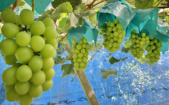 岡山県高梁市のふるさと納税 ぶどう食比べセット 2房 合計1kg前後 葡萄 フルーツ 岡山 高梁市産 ぜきお農園 ぶどうclub 2026年 先行予約 果物類 マスカット 果物