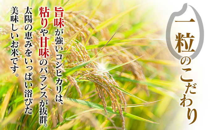 宮崎県日南市のふるさと納税 2週間以内に発送 早場米 コシヒカリ 計10kg 期間限定 日南市産 お米 ご飯 ライス 国産 令和7年産 人気 食品 精米 白米 こしひかり 有洗米 おにぎり お弁当 炊き込みご飯 雑炊 ギフト 贈り物 贈答 産地直送 宮崎県 日南市 送料無料_FA11-25