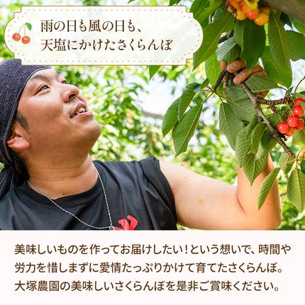 北海道仁木町のふるさと納税 先行受付 さくらんぼ 佐藤錦 800g（200g×4）M-Lサイズ混合  サクランボ チェリー フルーツ 果物 果物類  北海道 仁木町 仁木 [大塚農園]