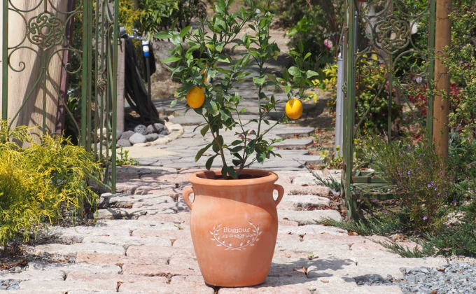 苗木 レモン レモンの木 鉢植え つぼ型 テラコッタ鉢 植物 ガーデン