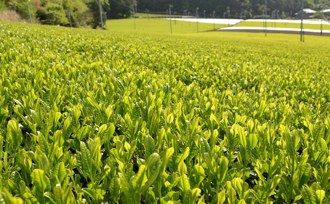 岐阜県池田町のふるさと納税 美濃いび茶(抹茶入り）500ml　1ケース24本入 お茶 緑茶 ペットボトル 緑茶飲料