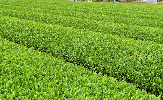 岐阜県池田町のふるさと納税 美濃いび茶(抹茶入り）500ml　1ケース24本入 お茶 緑茶 ペットボトル 緑茶飲料