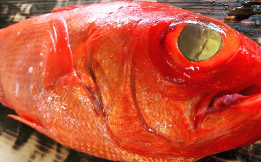 高知県田野町のふるさと納税 【四国一小さなまち】　≪土佐沖獲れ≫　高級魚『金目鯛』まるごと２匹（冷蔵）