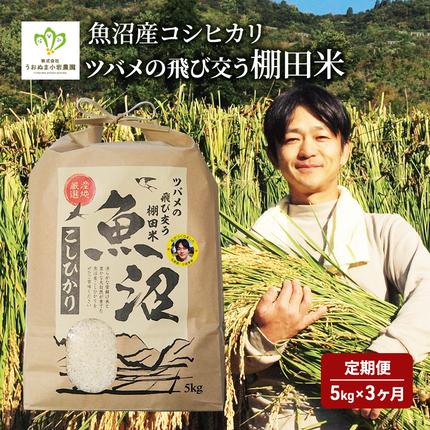 米 定期便 3ヶ月 ツバメの飛び交う 棚田