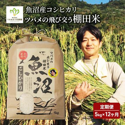 米 定期便 12ヶ月 ツバメの飛び交う 棚