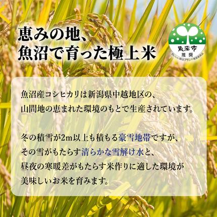 新潟県魚沼市のふるさと納税 特別栽培米 お米アドバイザー厳選 魚沼産 コシヒカリ 精米 5kg 6ヶ月 連続 （ 米 定期便 こしひかり 特別栽培 魚沼 精米 お米 定期 新潟 魚沼産コシヒカリ 魚沼産こしひかり こめ お楽しみ 6回 ）