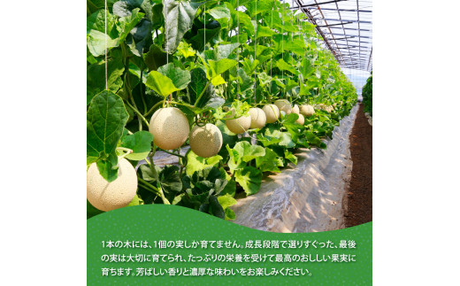 高知県芸西村のふるさと納税 SKS023　緊急支援　高知県産 高級マスクメロン（ご贈答・ギフト用）1玉入〈南国市共通返礼品〉【発送期間：4月～12月（9カ月）】【1月～3月は気候温度不安定の為出荷不可となります。】