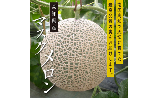 高知県芸西村のふるさと納税 SKS023　緊急支援　高知県産 高級マスクメロン（ご贈答・ギフト用）1玉入〈南国市共通返礼品〉【発送期間：4月～12月（9カ月）】【1月～3月は気候温度不安定の為出荷不可となります。】