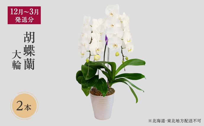 [12月〜3月発送分]胡蝶蘭大輪 2本立[北海道・東北地方配送不可]プレゼント スマイルオーキッド 選べる花色 白色 ピンク 黄色 花 ギフト 贈り物 お祝い 産地直送 贈答 鮮度抜群 誕生日 記念日 開店祝 京都府 京田辺市