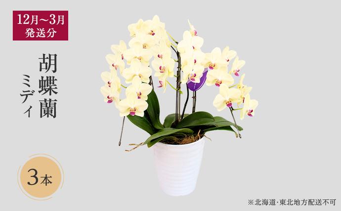 [12月〜3月発送分]胡蝶蘭ミディ 3本立[北海道・東北地方配送不可]プレゼント スマイルオーキッド 選べる花色 白色 ピンク 黄色 花 贈り物 お祝い 産地直送 贈答 鮮度抜群 誕生日 記念日 開店祝 京都府 京田辺市