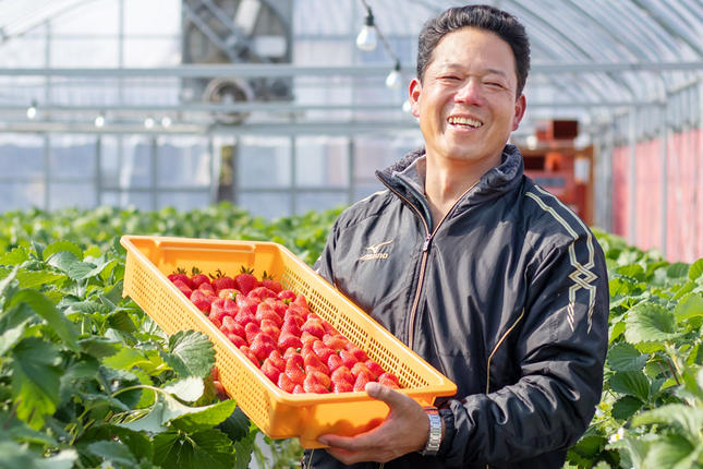 期間限定発送】DE178 長崎県知事賞受賞【 厳選 いちご 】「 ゆめのか