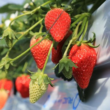 兵庫県西脇市のふるさと納税 クラフトビール「シュガーストロベリー」10本セット～西脇市産いちご使用のフルーツエール～（24-17）