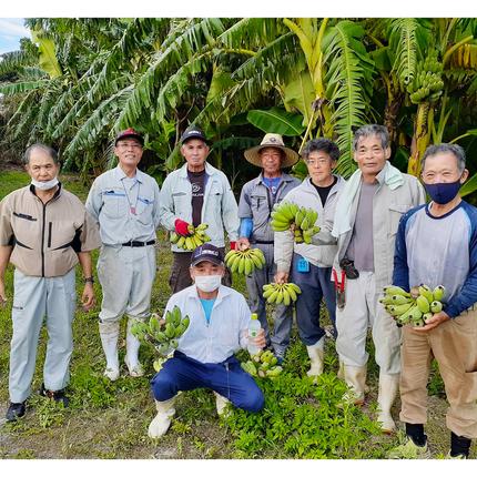 沖縄県南風原町のふるさと納税 【希少】沖縄本島産 南風原町農友会の「アップルバナナ」　3kg