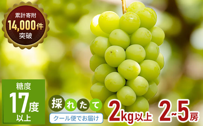 【ふるさと納税でシャインマスカット】《訳あり》シャインマスカット（ご家庭用）約2kg【糖度17度超え・おすすめ・お取り寄せ・新鮮・マスカット・フルーツ・果物・ぶどう・果物類・国産・2023年・年内発送・ハウス栽培・人気・甘い・糖度・種無し・冷蔵配送】