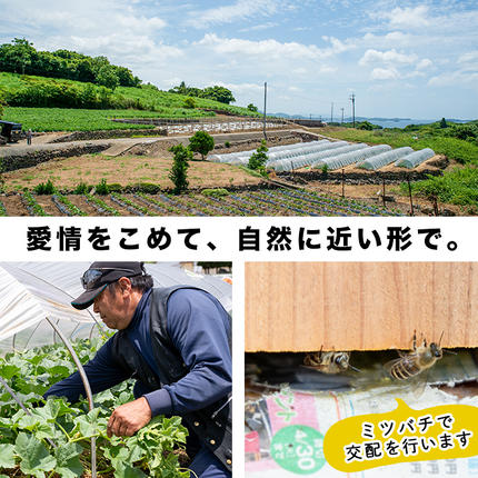 鹿児島県阿久根市のふるさと納税 ＜先行予約受付中！2026年6月以降順次発送予定＞鹿児島県産！南国グリーンメロン(LAサイズ×3個) メロン めろん 果物 スイーツ デザート フルーツ【あくね旬の店いきいき館】akn015-16
