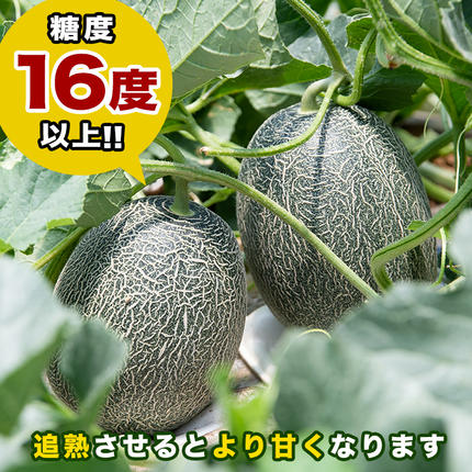 鹿児島県阿久根市のふるさと納税 ＜先行予約受付中！2026年6月以降順次発送予定＞鹿児島県産！南国グリーンメロン(LAサイズ×3個) メロン めろん 果物 スイーツ デザート フルーツ【あくね旬の店いきいき館】akn015-16