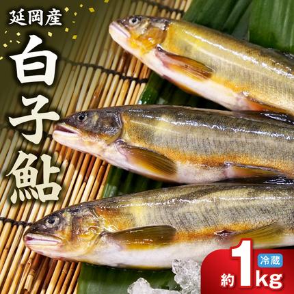 [先行予約]2026年10月下旬より発送開始[冷蔵]白子鮎 約1kg N070-YA3389-1
