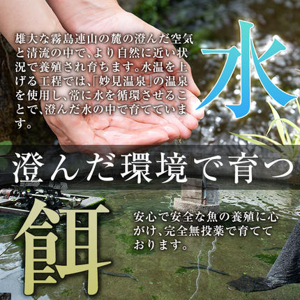 鹿児島県霧島市のふるさと納税 B-128-RZ ＜冷蔵でお届け＞霧島市育ちのあの「うなぎ」150～170g×3尾【田代水産】霧島市 鰻 蒲焼 国産